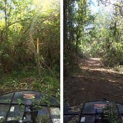 Before and after mulching brush and trees
